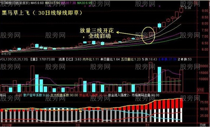 黑马草上飞形态图片讲解